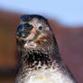 Penguin from longleat