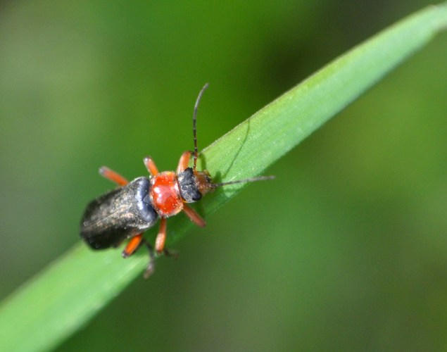 Wish Insect Insect by Windywish on DeviantArt