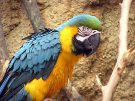 Macaw