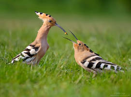 Eurasian hoopoe (Upupa epops)