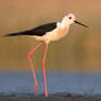 Black-winged Stilt in Morning