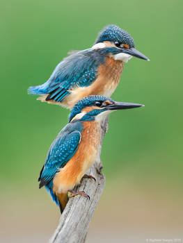 Two Kingfishers