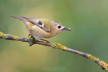 Goldcrest With Prey