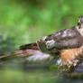 Sparrowhawk