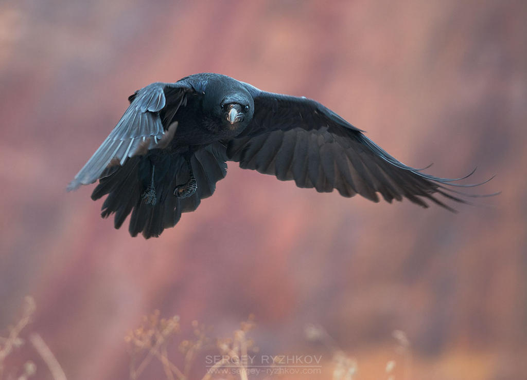 Patterned Raven In Flight Raven In Flight by Sergey-Ryzhkov on DeviantArt