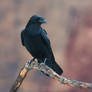 Common Raven (Corvus corax)