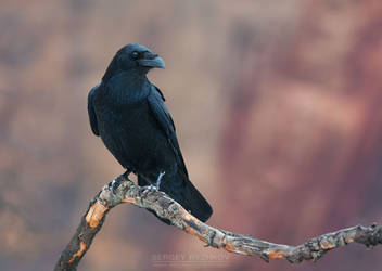 Common Raven (Corvus corax)