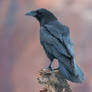 Raven (Corvus Corax)