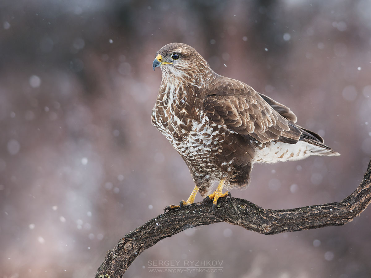 Common Buzzard (Buteo Buteo)