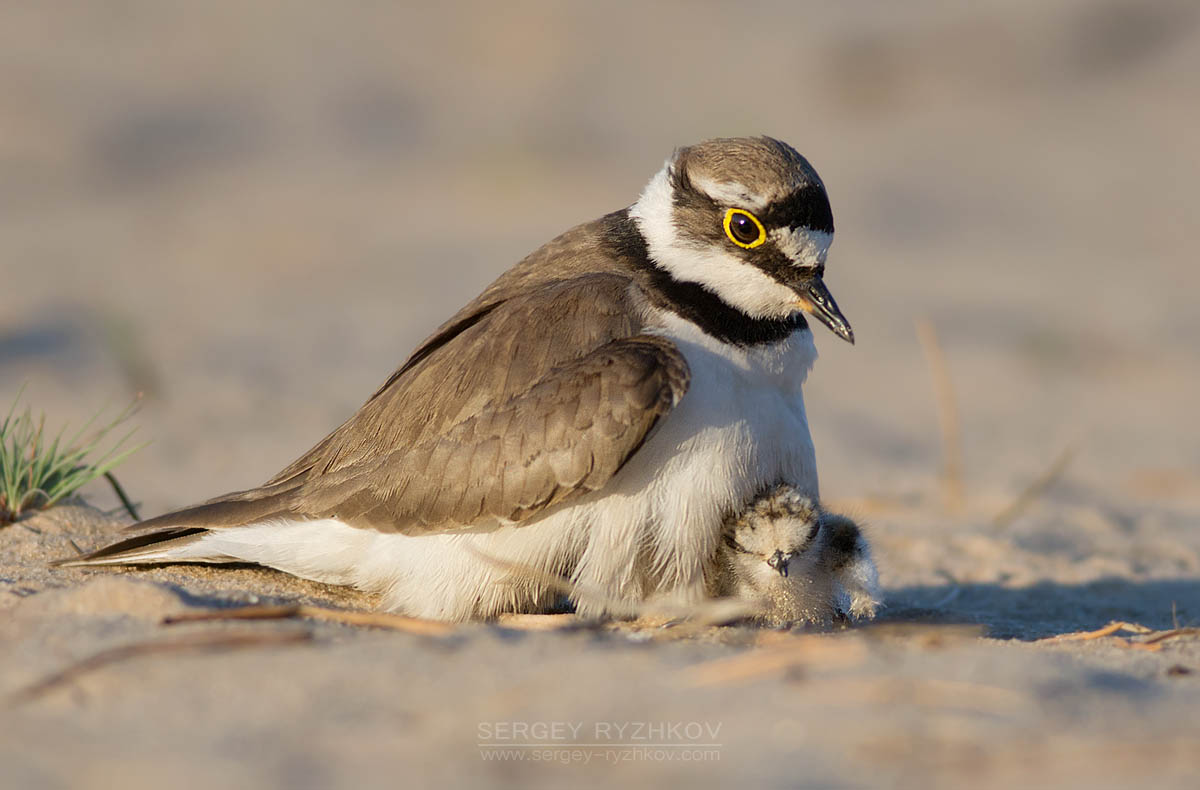 Little Ringed Plover With Chick