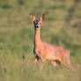 Roe deer