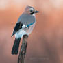 Eurasian jay