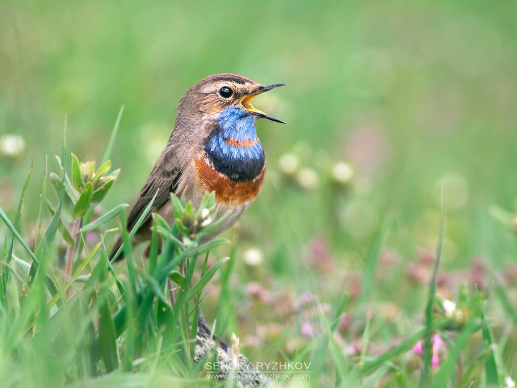 Bluethroat