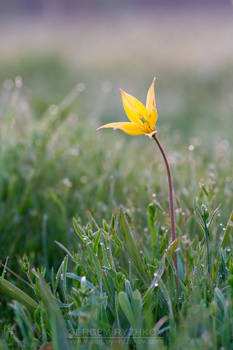 Wild tulip (Tulipa bibersteiniana)