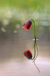 Fritillary flower in water with reflection