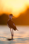 Common stilt in the morning by Sergey-Ryzhkov