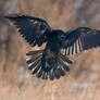 Raven in flight