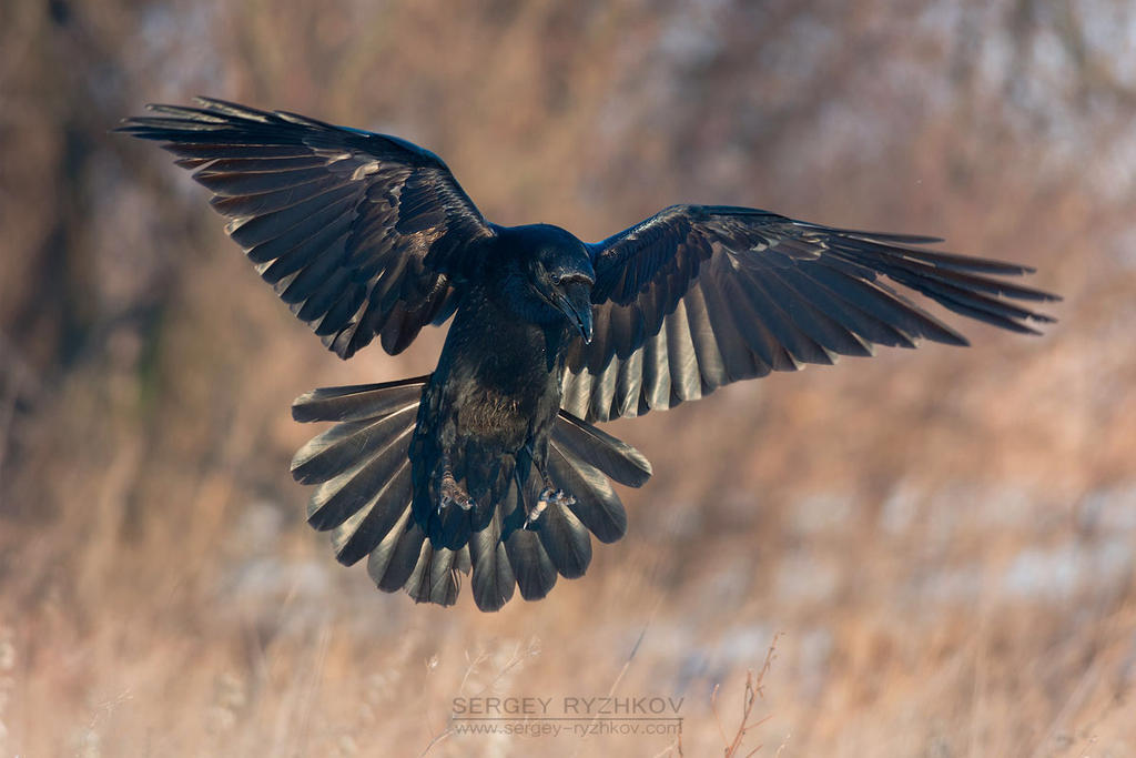 Patterned Raven In Flight Raven in flight by Sergey-Ryzhkov on DeviantArt