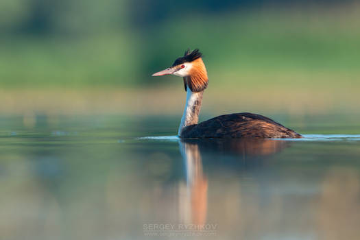 Great crested grebe