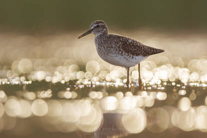 Wood sandpiper in the evening