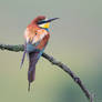 European bee-eater (Merops apiaster)