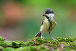 Great tit (Parus major) by Sergey-Ryzhkov