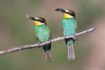 European bee-eaters by Sergey-Ryzhkov