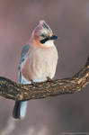 Eurasian jay by Sergey-Ryzhkov