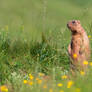 Bobak Marmot