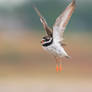 Common ringed plover in flight