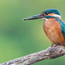 Common Kingfisher Catched The Fish