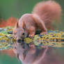 Red squirrel near the water