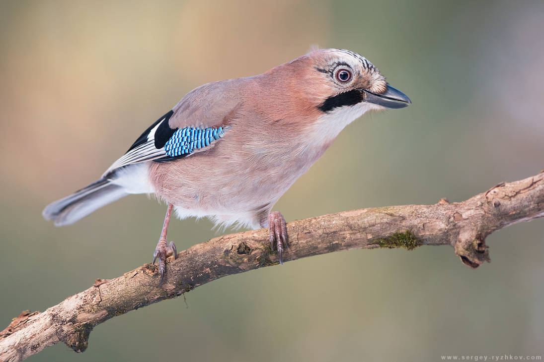 Eurasian jay (Garrulus glandarius) by Sergey-Ryzhkov Eurasian jay (Garrulus glandarius) by Sergey-Ryzhkov
