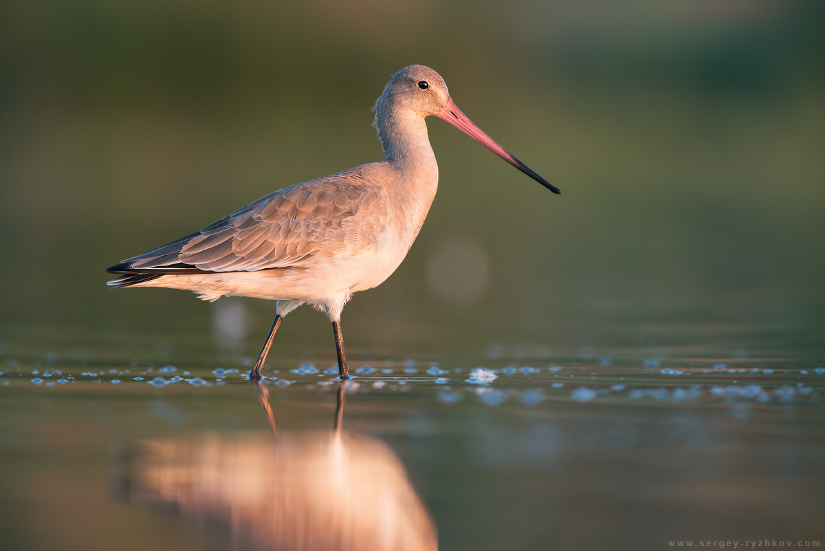 Black-tailed godwit (Limosa limosa)