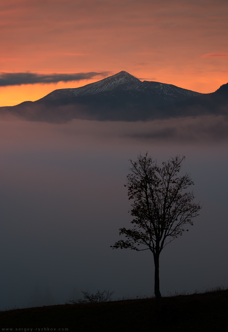 Lonely tree on background of morning Hoverla mount