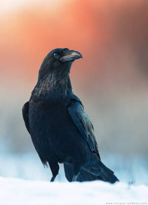 Raven (Corvus corax) by Sergey-Ryzhkov