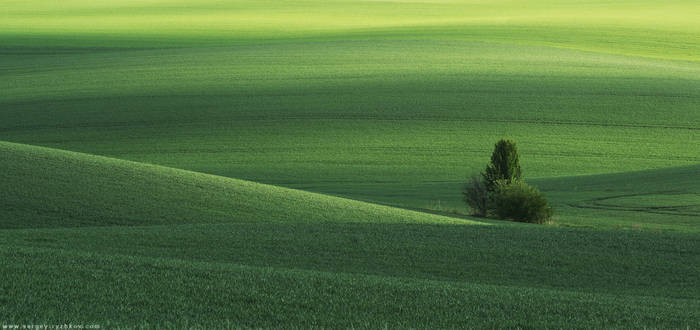 Spring green field and tree. Ukraine, Volhynia