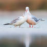 Juvenile Slender-billed gull calling for food