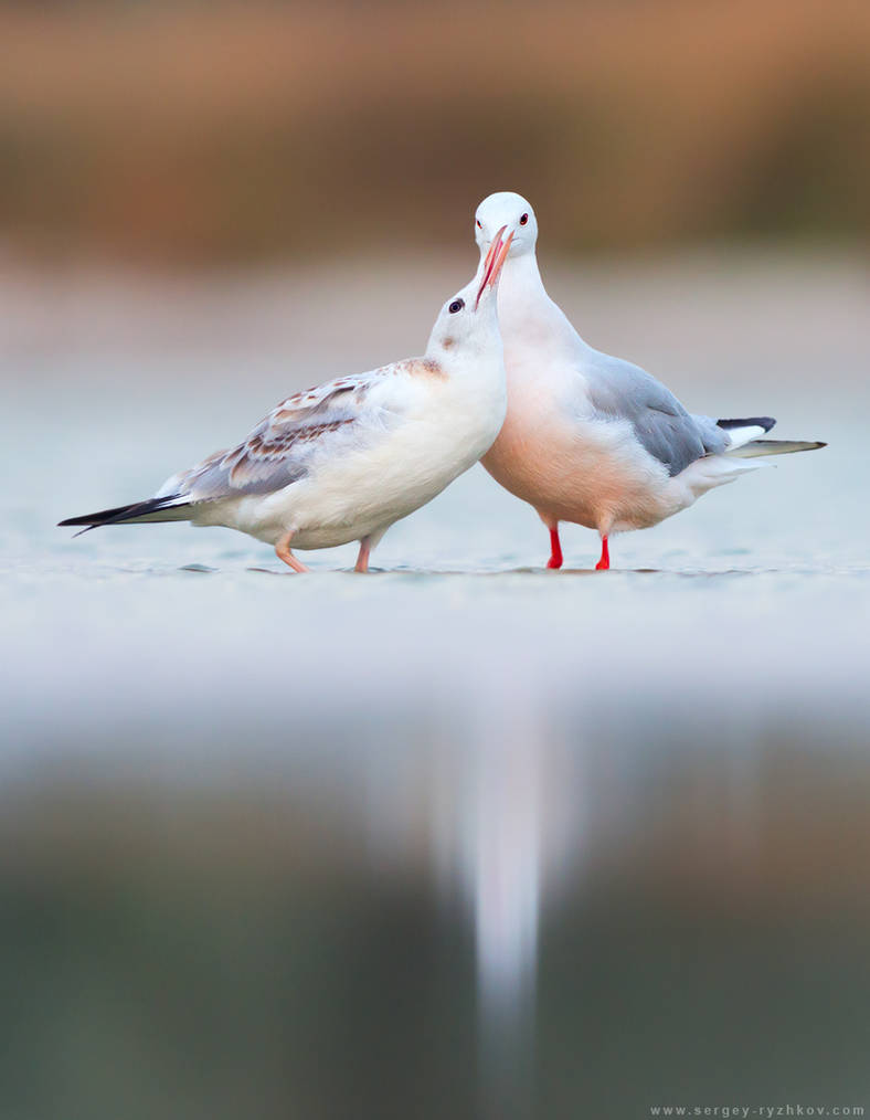 Juvenile Slender-billed gull calling for food by Sergey-Ryzhkov