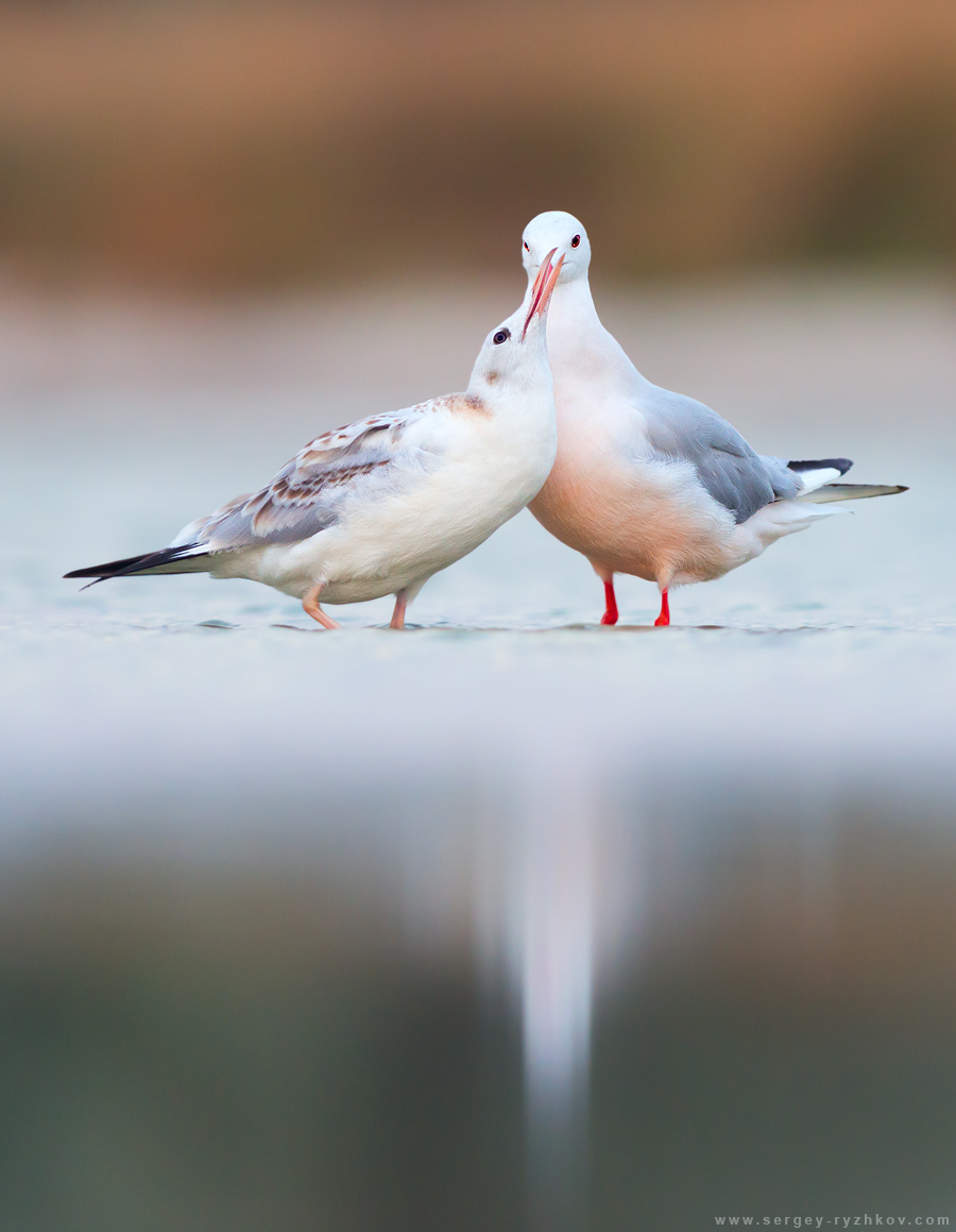 Juvenile Slender-billed gull calling for food