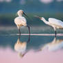 Eurasian spoonbill (Platalea leucorodia)