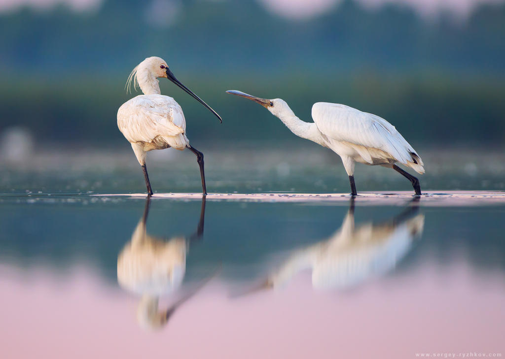 Eurasian spoonbill (Platalea leucorodia) by Sergey-Ryzhkov