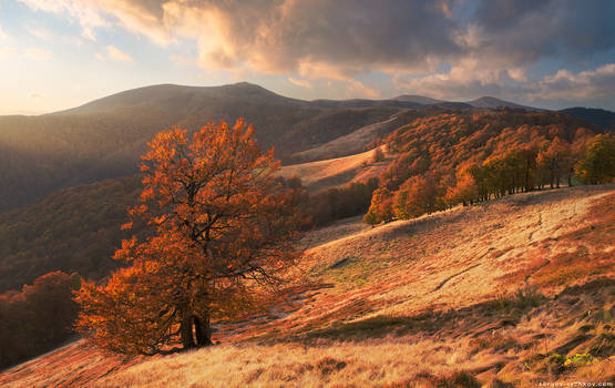 Autumn forest in Carpathian Mountains