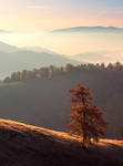 Lonely autumn tree in Carpathians by Sergey-Ryzhkov