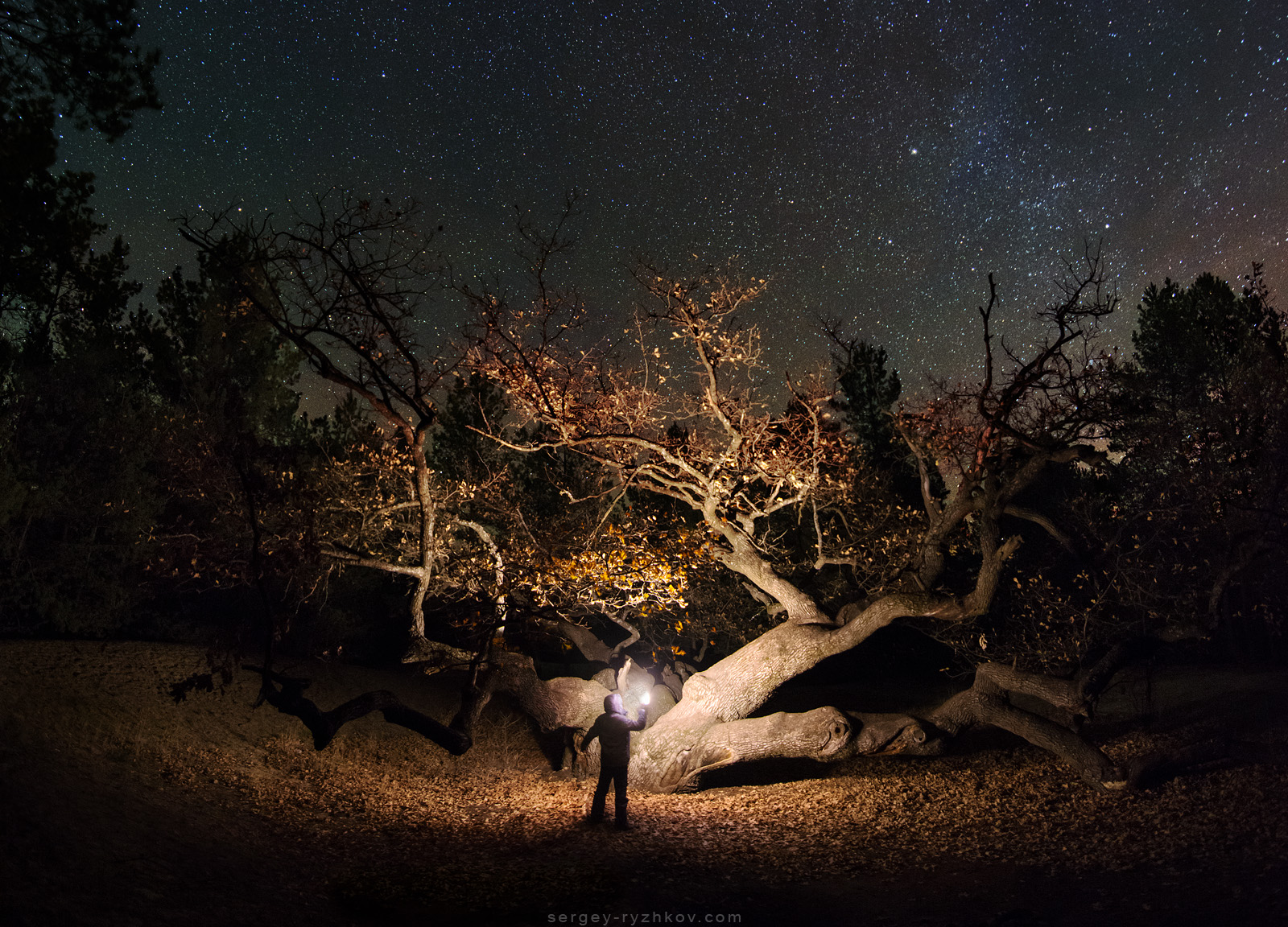 Great oak in the night