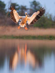 Great white pelican in flight by Sergey-Ryzhkov