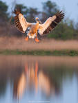 Great white pelican in flight by Sergey-Ryzhkov Great white pelican in flight by Sergey-Ryzhkov