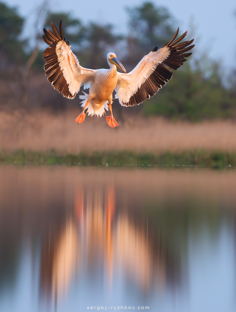 Great white pelican in flight