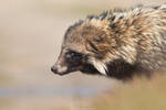 Raccoon dog portrait (Nyctereutes procyonoides) by Sergey-Ryzhkov