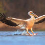 Great white pelican landing